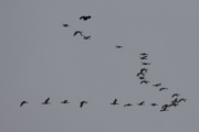 En stor flokk med fugler over Våler, nå er jeg ferdig med å telle fugler