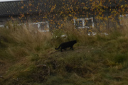 At en katt jakter etter mus langs E6, er ikke noe du ser hver dag