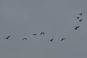 På vei oppover mot Kløfta så oppdager jeg 11 store fugler, jeg tror det er måker av det store slaget