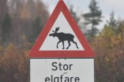 Kan så være at det er stor elgefare her oppe, men dem er ikke lett å få øye på