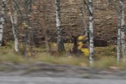 Nå passerer vi Hjortefarmen, og vi for faktisk øye på noen hjorter