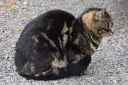 Jeg fokuserer på noe annet en stund, her har vi en fin kattepus som bor i Våler i Solør