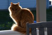 Katten ser trøstende på meg og blikket sier meg at dette klarer du. Og det gjorde jeg :-)