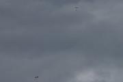 Morten 2 juli 2020 - 3 i fallskjerm over Oslo, her ser vi to av dem, synd det var overskyet
