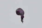 Morten 27 august 2022 - Heliumballong over Høyenhall, jeg tror det står Baby Girl på den