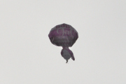 Morten 27 august 2022 - Heliumballong over Høyenhall, men nå begynner den og nærme seg solen