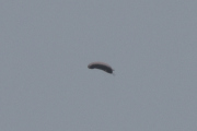 Morten 27 juni 2022 - Heliumballong over Høyenhall, den gikk riktignok den andre veien, og var litt nærmere
