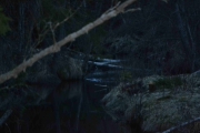 Nå ser jeg på bilde at det er forskjell, men Bever eller Oter?