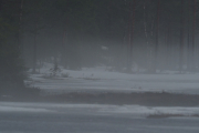 Knut 28 april 2019 - Rypetjern, sånn ser det ut tidlig på morgenen når Knut ser etter Tiur og Orrhaner som han hørte i en og en halv time men aldri så