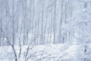 4 februar 2019 - Knut vinter bilde og han leter etter Ugler