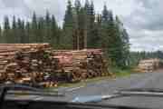 Her ser vi de beskjedne tømmerstokkene som skal hugges opp til ved før vinteren, det er kaldt oppi her