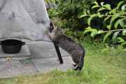 Morten 12 juli 2022 - Katten på Høyenhall, vi kan ikke være borte lange stunden, før du finner deg til rette