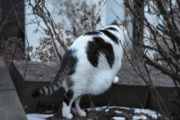 Morten 19 februar 2022 - Katten på Høyenhall, noen ganger blir det bare en kattedag