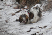 Morten 1 februar 2022 - En hund på Høyenhall, det ble det eneste bilde i dag, men fin var du