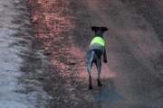Morten 11 mars 2022 - En hund på Høyenhall, før klokken 07 om morgenen så løper det en førerløs hund med refleks