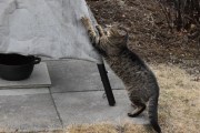 Morten 12 april 2022 - Den andre katten på Høyenhall, den har ødelagt trekket til bålpannen