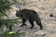 Morten 12 april 2022 - Den andre katten på Høyenhall, selvfølgelig skremte jeg den bort