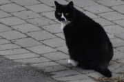Morten 12 april 2022 - Katten på Høyenhall, deg er det lenge siden jeg har sett