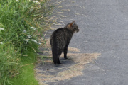 Morten 12 juli 2022 - Katten på Høyenhall, deg kjenner vi igjen