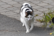 Morten 12 mai 2022 - En katt på Høyenhall, den kjenner jeg godt