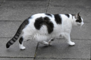 Morten 13 april 2022 - En katt på Høyenhall, vi har så mange katter her, hvorfor tar ingen Brunrotta?