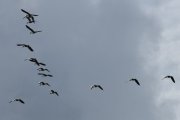 Morten 13 juli 2022 - 15 store Gjess over Høyenhall, retning Kjeller flyplass