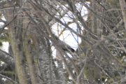 Morten 15 januar 2022 - Spurvehauken på Høyenhall, den var i hagen og tok en spurv, så satte den seg i treet der borte