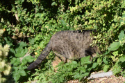 Morten 15 juli 2022 - Katten på Høyenhall, den liker seg godt der inne i hekken
