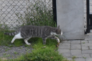 Morten 16 juli 2022 - Katten på Høyenhall, jeg er ikke på verandaen enda, men vi har kommet til Høyenhall