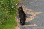 Morten 16 juli 2022 - Katten på Høyenhall, men nå er jeg på verandaen, og denne kjenner jeg