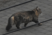 Morten 16 mars 2022 - En katt på Høyenhall, du så litt tøff ut