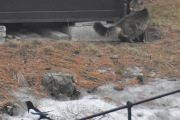 Morten 16 mars 2022 - En katt på Høyenhall, men Skjæra vet og erte deg så du rusler videre