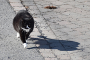 Morten 17 april 2022 - Katten på Høyenhall
