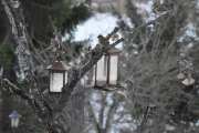 Morten 17 januar 2022 - Spurvene på Høyenhall, men dere er veldig mange