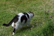 Morten 17 juli 2022 - Katten på Høyenhall, kjenner denne veldig godt