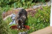 Morten 18 juli 2022 - Katten på Høyenhall, det er ikke bare fuglene som drikker av vannfatet