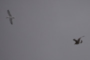 Morten 19 januar 2022 - Måker over Høyenhall, dem var de eneste som orket å fly i dag