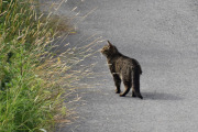 Morten 19 juli 2022 - Katten på Høyenhall, jeg håper jo alltid å se reven igjen