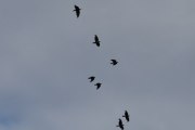 Morten 19 juli 2022 - Syv fugler over Høyenhall, jeg tror det er  en flokk med Kaier
