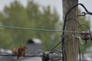 Morten 19 mai 2022 - Ekornet og Ringdua på Høyenhall, det er alltid dua som må flytte på seg