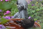 Morten 19 mai 2022 - Svarttrost hunn i vannfatet, dem er skvetne når de er i vannfatet