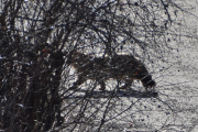 Morten 19 mars 2022 - En katt på Høyenhall, du kunne ha hvert reven, men du er nok den tøffe katten