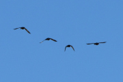 Morten 19 mars 2022 - Fire store fugler over Høyenhall, de er også på vei til Østensjøvannet