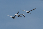 Morten 19 mars 2022 - Tre store fugler over Høyenhall, de er på vei til Østensjøvannet tenker jeg