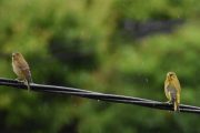 Morten 2 juli 2022 - Grønnfinken på Høyenhall, det er dårlig vær, men kan det være en hann og en hunn?