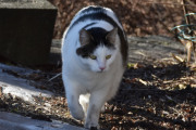 Morten 20 februar 2022 - Katten på Høyenhall, kanskje den tar Brunrotta før meg?