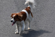 Morten 20 mai 2022 - En hund på Høyenhall, denne kjenner jeg igjen, og nå har den tatt seg en tur på egenhånd