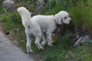 Morten 20 mai 2022 - En hund på Høyenhall, denne kjenner jeg ikke igjen, men er uten bånd den også