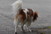 Morten 24 mai 2022 - En hund på Høyenhall, er du ute på egenhånd i dag også?