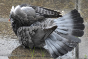 Morten 24 mai 2022 - Ringduene i striregnet, virker som den liker det